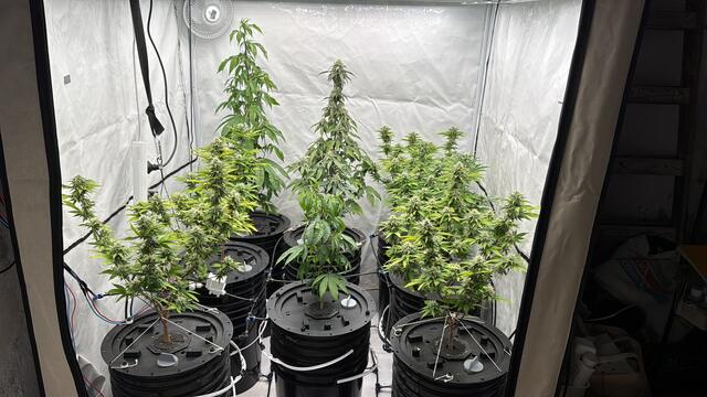 Vegetativo, carpa completa.