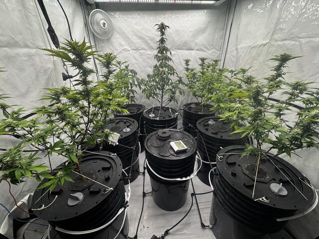 Inicio de floración, con tutores.